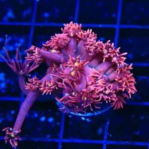 ACI Dragon Breath Goniopora Coral