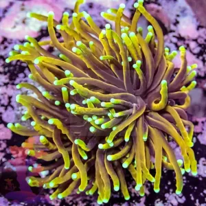 Dragon Soul (Euphyllia glabrescens)