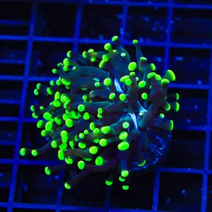 Green Tip Frogspawn Coral