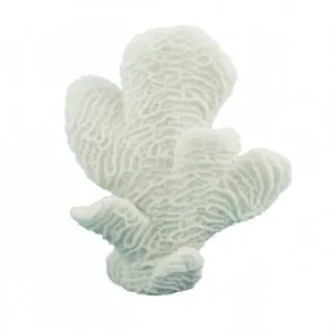 Horn Coral 16cm