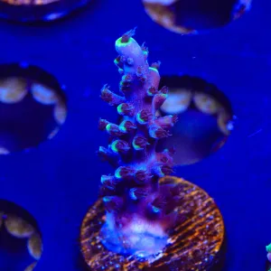 TSA Exquisita Stag Acropora Coral