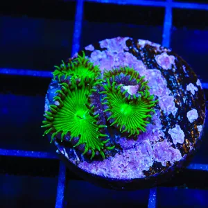 TSA Green Implosion Palythoa Coral