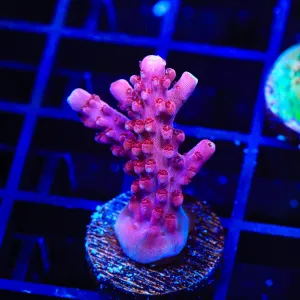 TSA Red Robin Acropora Coral