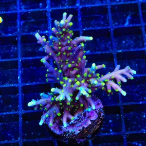 TSA The Riddler Acropora Coral Colony