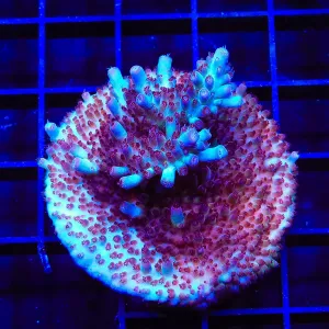 Vivids Rainbow Delight Acropora Colony Coral