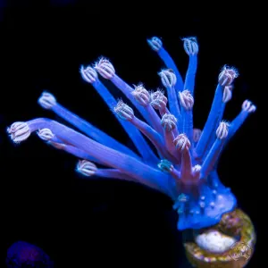 WWC Purple Cespitularia Coral